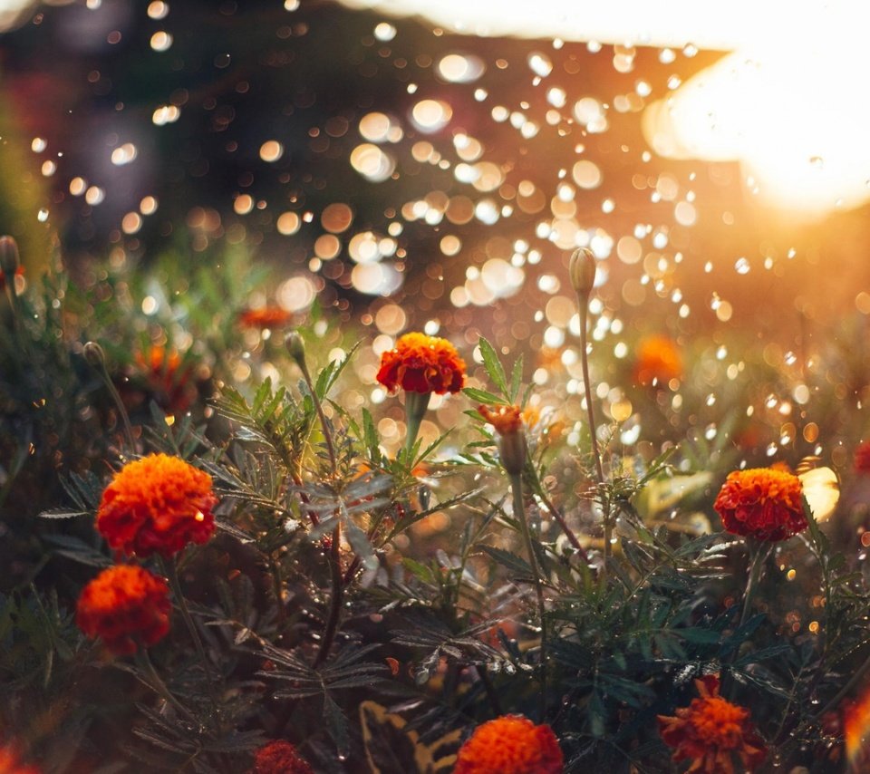 Обои свет, цветы, солнце, блики, бархатцы, light, flowers, the sun, glare, marigolds разрешение 1920x1200 Загрузить