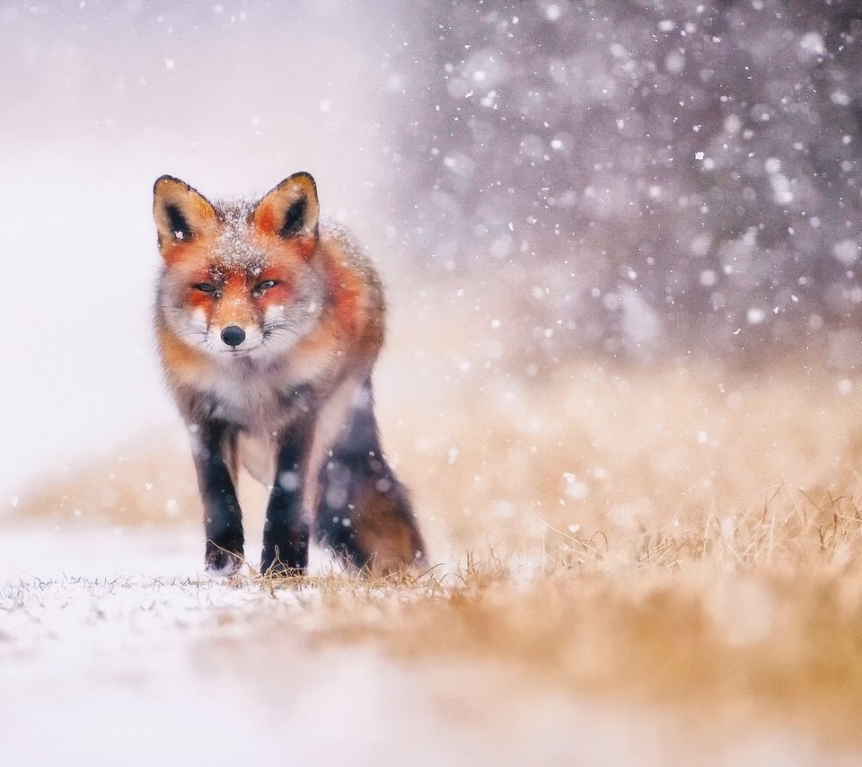 Обои трава, снег, зима, животные, лиса, лисица, хвост, grass, snow, winter, animals, fox, tail разрешение 2048x1366 Загрузить