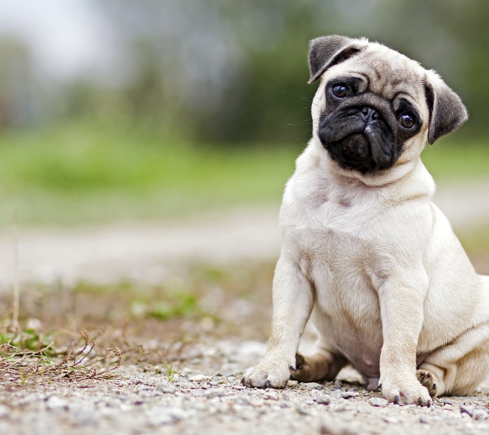 Обои мордочка, взгляд, собака, щенок, мопс, muzzle, look, dog, puppy, pug разрешение 3840x2400 Загрузить