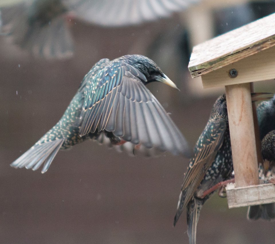 Обои крылья, птицы, клюв, перья, скворец, кормушка, wings, birds, beak, feathers, starling, feeder разрешение 2560x1440 Загрузить