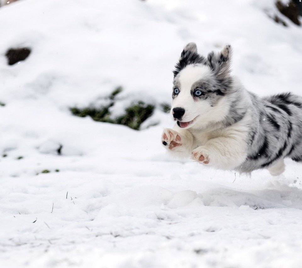 Обои снег, зима, собака, прыжок, щенок, бег, бордер-колли, snow, winter, dog, jump, puppy, running, the border collie разрешение 1920x1080 Загрузить