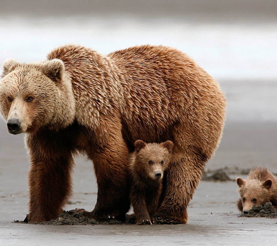 Обои медведи, медвежонок, медведица, медвежата, grizzly bear, bears, bear разрешение 1920x1080 Загрузить