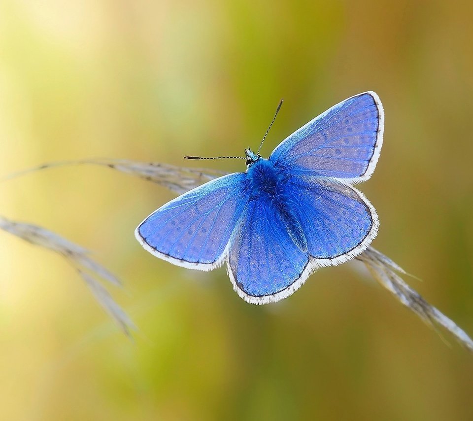 Обои природа, насекомое, бабочка, крылья, nature, insect, butterfly, wings разрешение 1920x1200 Загрузить