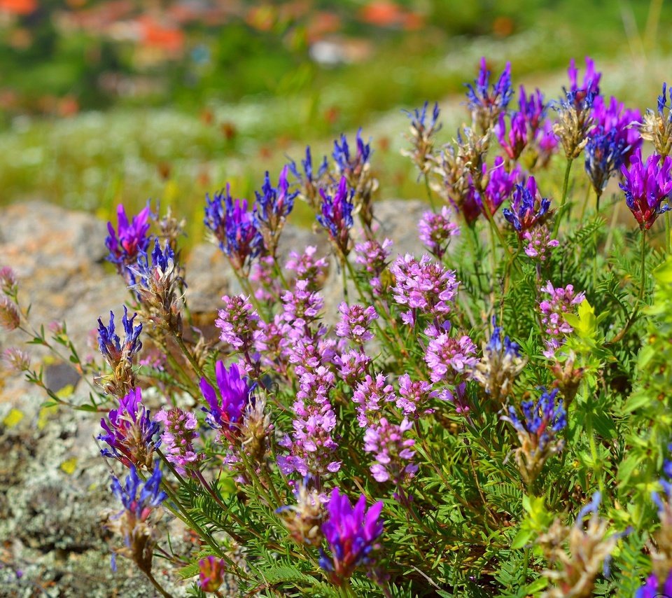 Обои цветы, цветение, весна, остролодочник, flowers, flowering, spring, oxytropis разрешение 3000x1920 Загрузить