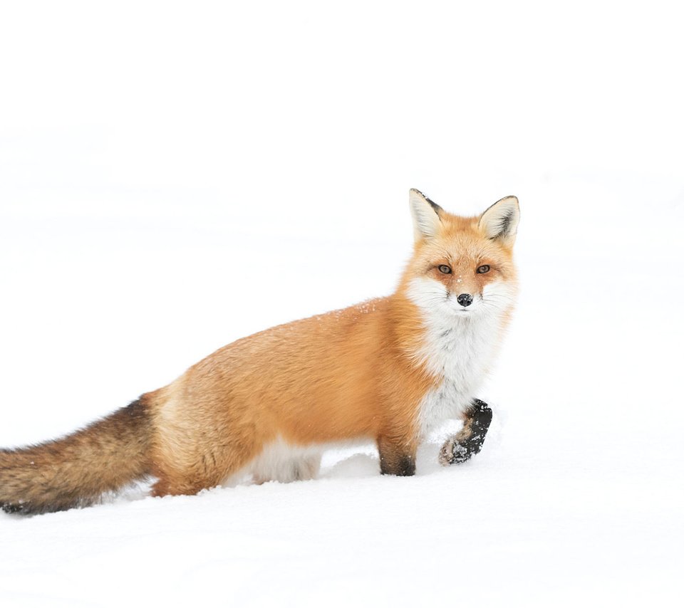 Обои снег, зима, взгляд, лиса, лисица, хвост, jim cumming, snow, winter, look, fox, tail разрешение 1920x1200 Загрузить