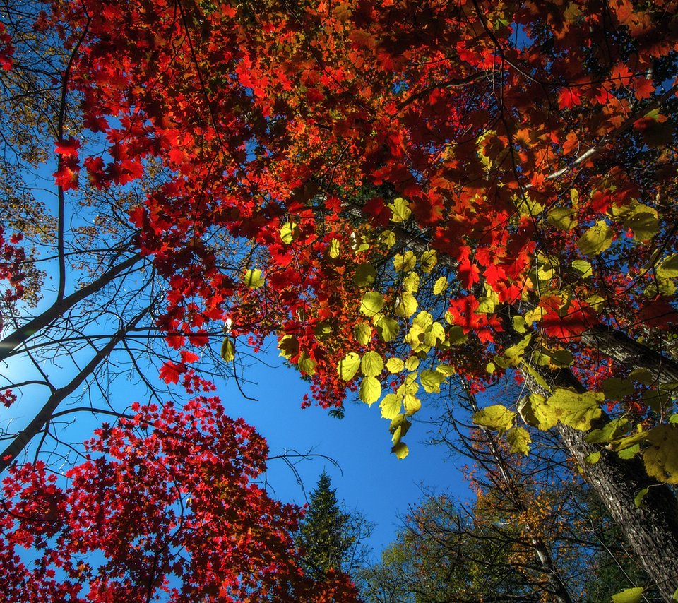 Обои небо, деревья, природа, лес, листья, осень, vitaly berkov, the sky, trees, nature, forest, leaves, autumn разрешение 1920x1200 Загрузить