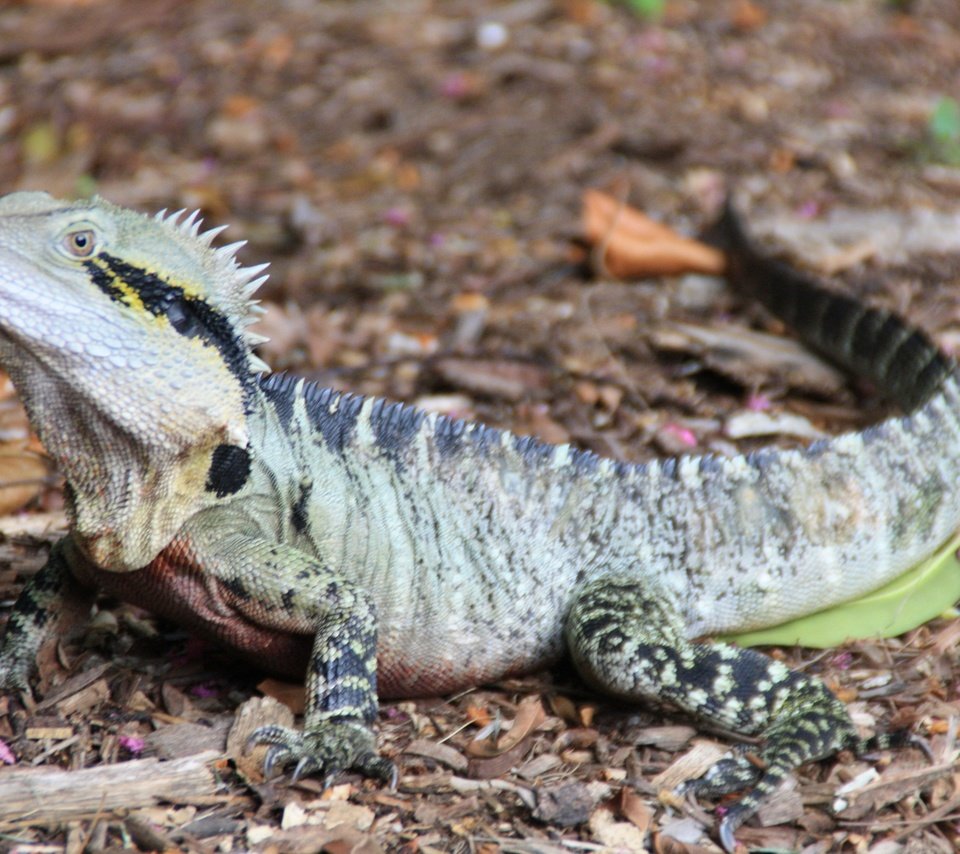 Обои ящерица, австралия, рептилия, игуана, lizard, australia, reptile, iguana разрешение 3888x2592 Загрузить