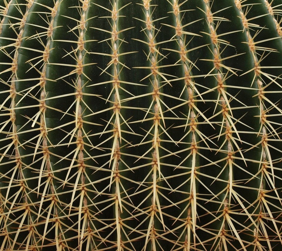 Обои текстура, макро, цветок, колючки, растение, шипы, кактус, texture, macro, flower, barb, plant, spikes, cactus разрешение 1920x1440 Загрузить