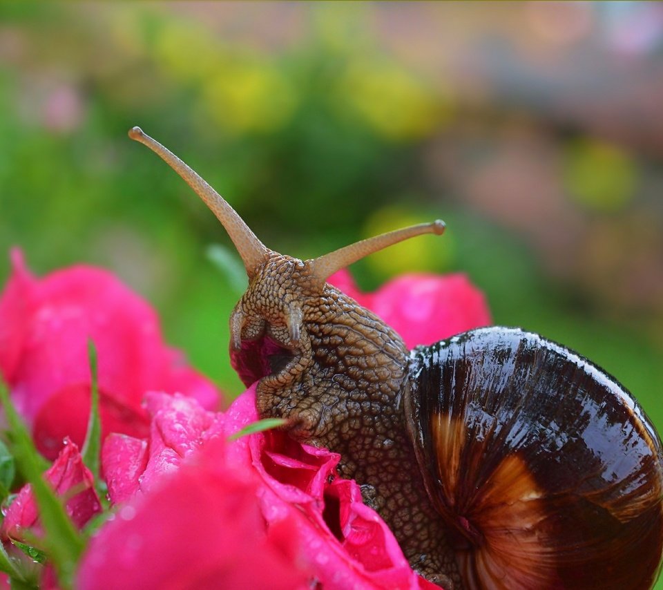 Обои цветы, макро, розы, улитка,  , flowers, macro, roses, snail разрешение 3004x1901 Загрузить