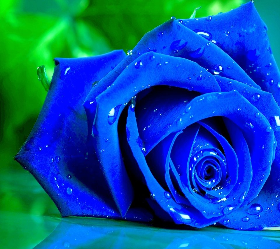 Обои макро, цветок, капли, роза, лепестки, бутон, синяя, macro, flower, drops, rose, petals, bud, blue разрешение 2560x1600 Загрузить