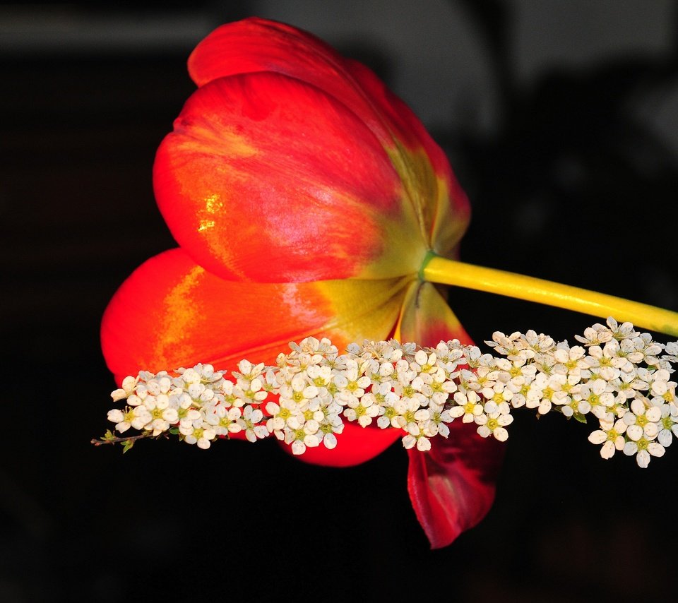 Обои цветение, цветок, красный, весна, тюльпан, flowering, flower, red, spring, tulip разрешение 4288x2848 Загрузить
