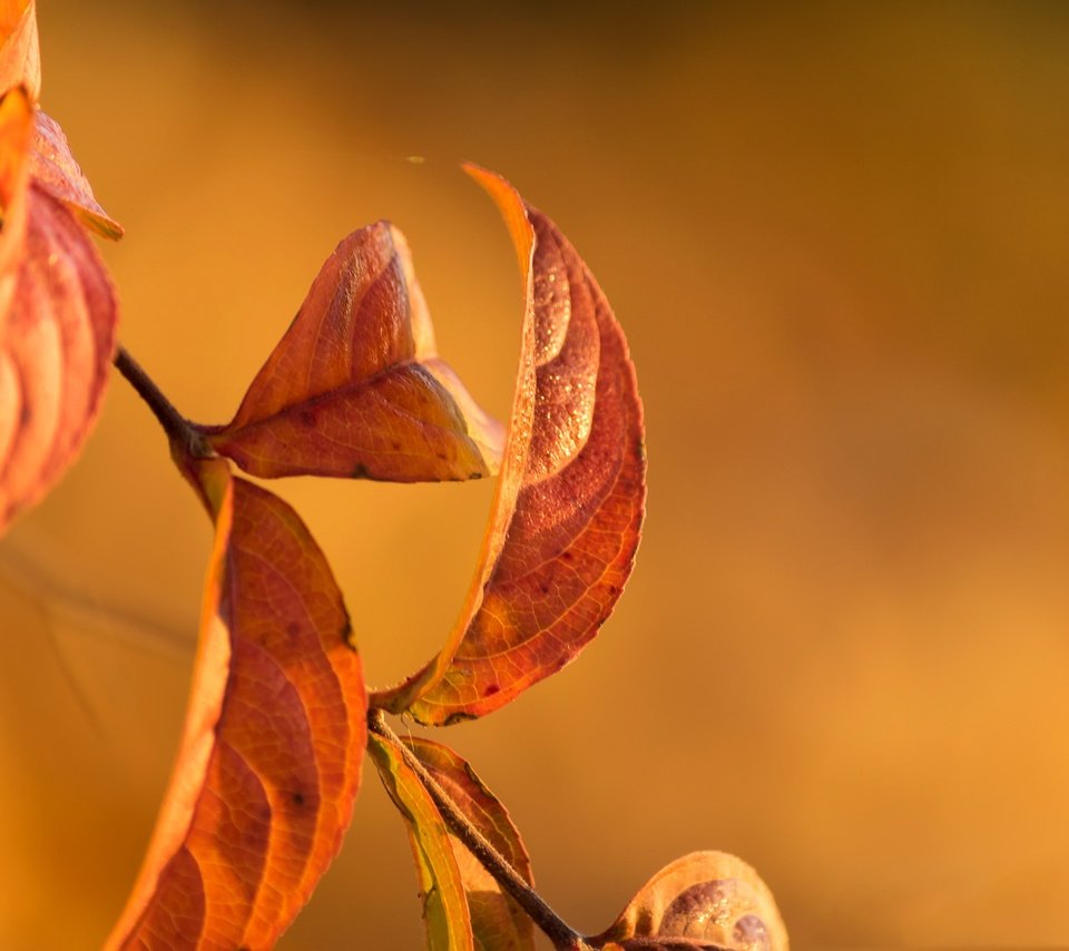 Обои ветка, природа, листья, осень, branch, nature, leaves, autumn разрешение 2048x1365 Загрузить