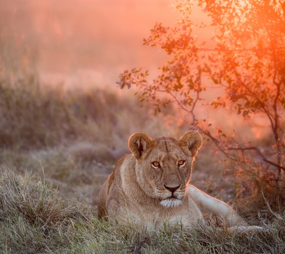 Обои морда, закат, взгляд, большая кошка, лев, львица, face, sunset, look, big cat, leo, lioness разрешение 2500x1667 Загрузить