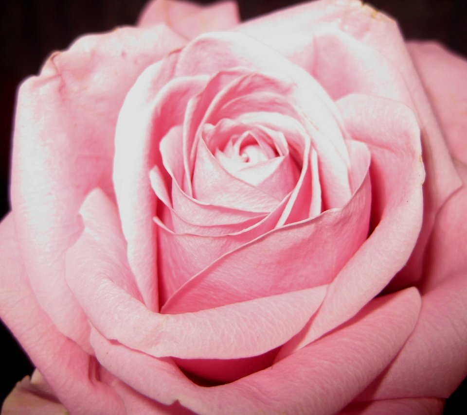 Обои цветение, цветок, роза, лепестки, розовый, flowering, flower, rose, petals, pink разрешение 3264x2448 Загрузить