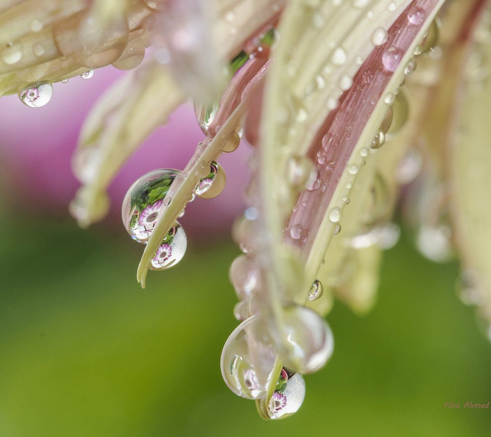 Обои макро, цветок, капли, лепестки, macro, flower, drops, petals разрешение 1920x1200 Загрузить