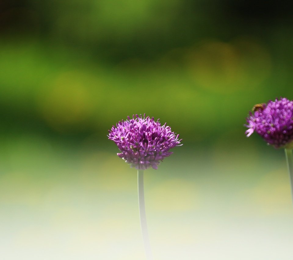 Обои цветы, зелень, насекомое, фон, размытость, декоративный лук, аллиум, flowers, greens, insect, background, blur, decorative bow, allium разрешение 1920x1280 Загрузить