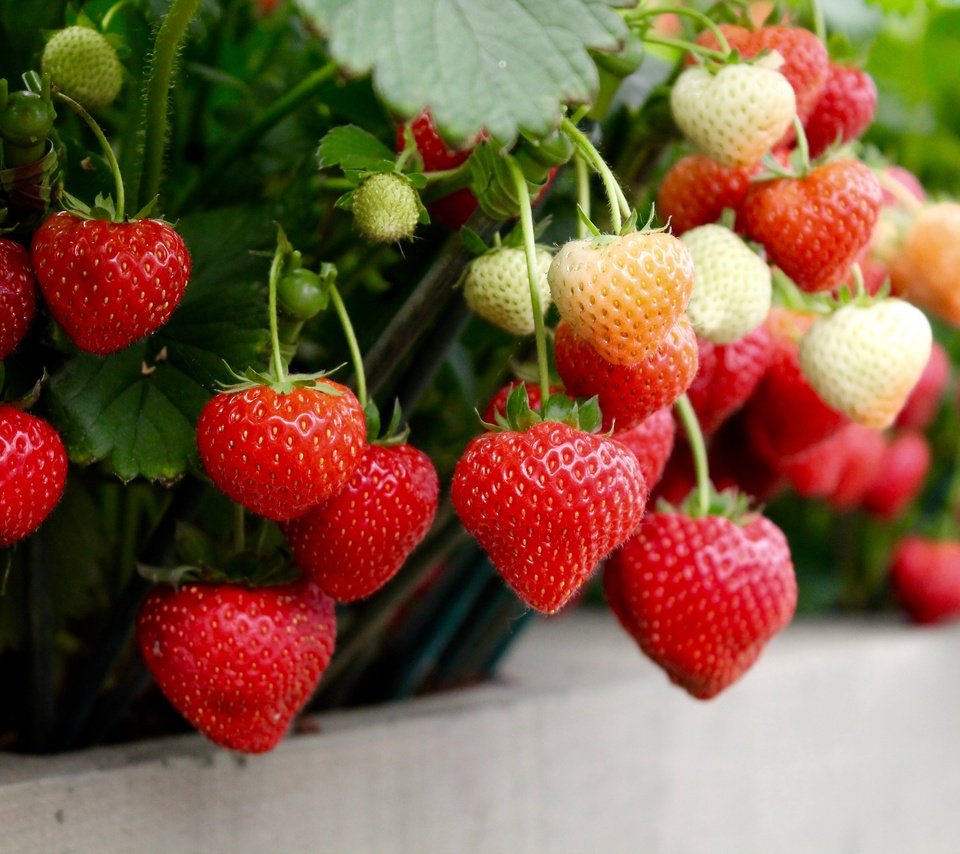 Обои клубника, спелая, ягоды, strawberry, ripe, berries разрешение 4272x2848 Загрузить