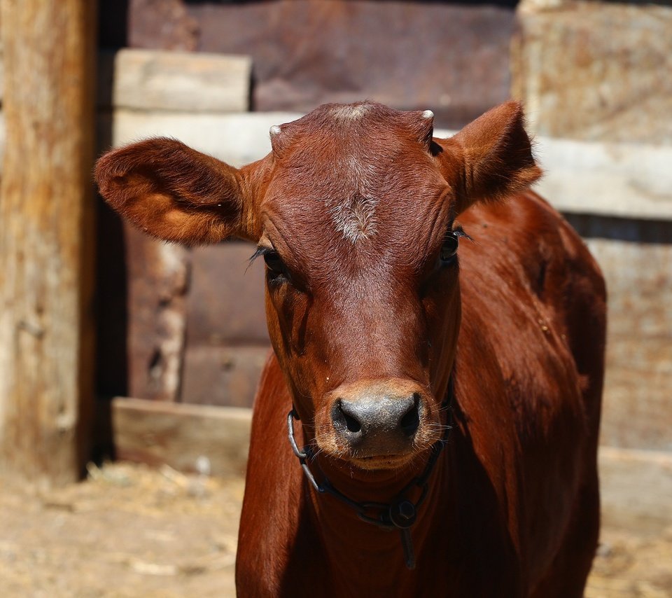 Обои морда, взгляд, корова, загон, телёнок, face, look, cow, corral, calf разрешение 1920x1280 Загрузить