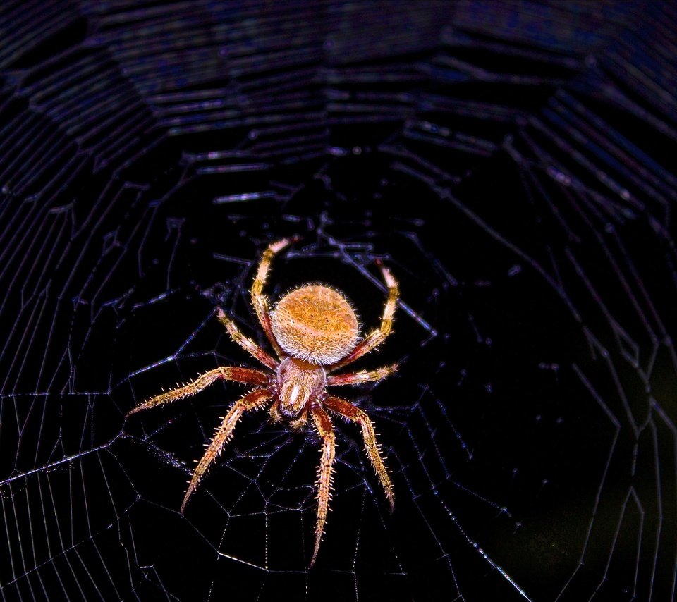 Обои макро, черный фон, паук, паутина, членистоногие, macro, black background, spider, web, arthropods разрешение 2880x1800 Загрузить
