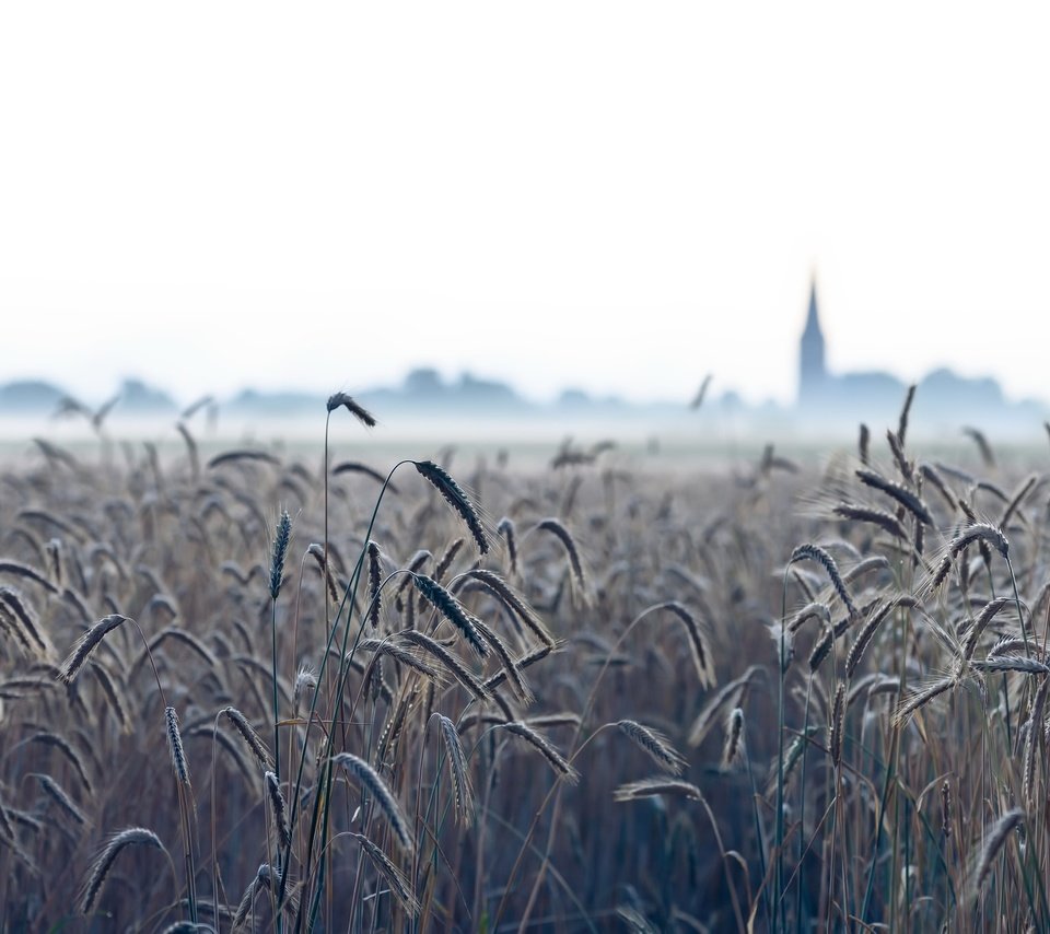 Обои природа, туман, поле, колосья, пшеница, nature, fog, field, ears, wheat разрешение 2048x1367 Загрузить