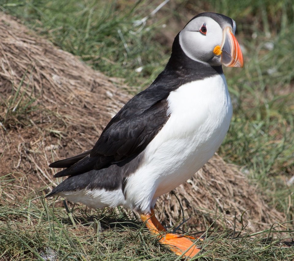 Обои трава, птица, клюв, перья, тупик, атлантический тупик, puffin, grass, bird, beak, feathers, stalled, atlantic puffin разрешение 3840x2160 Загрузить