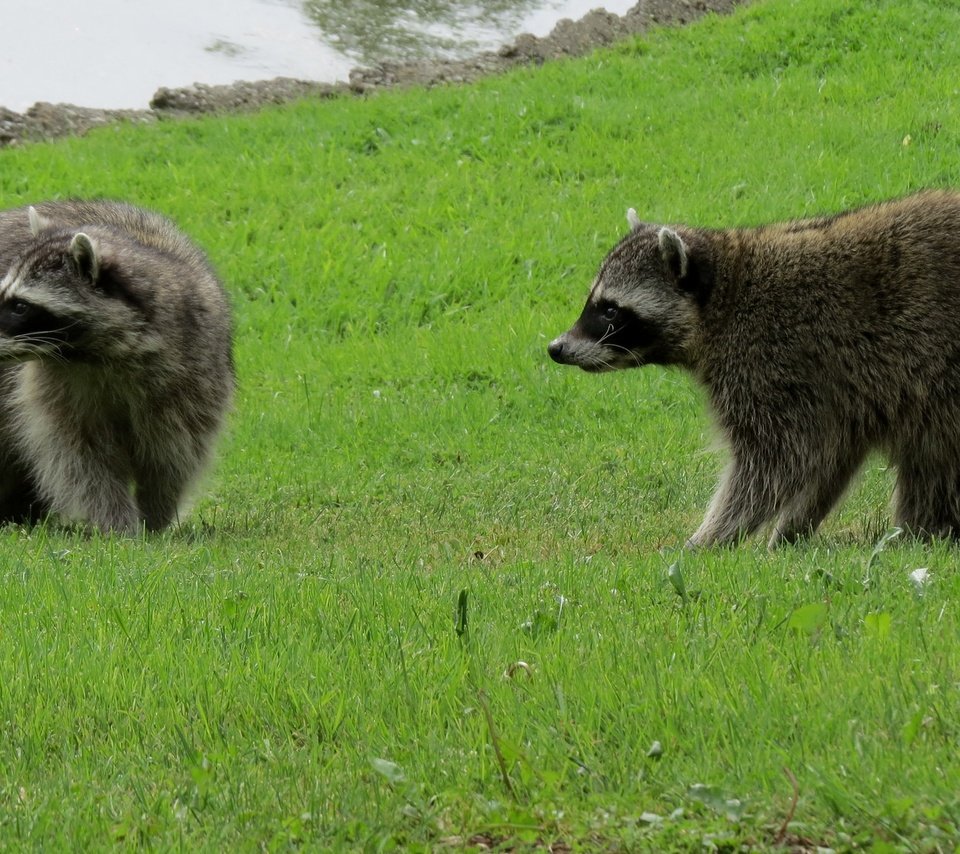 Обои трава, природа, животные, еноты, енот, grass, nature, animals, raccoons, raccoon разрешение 2048x1151 Загрузить