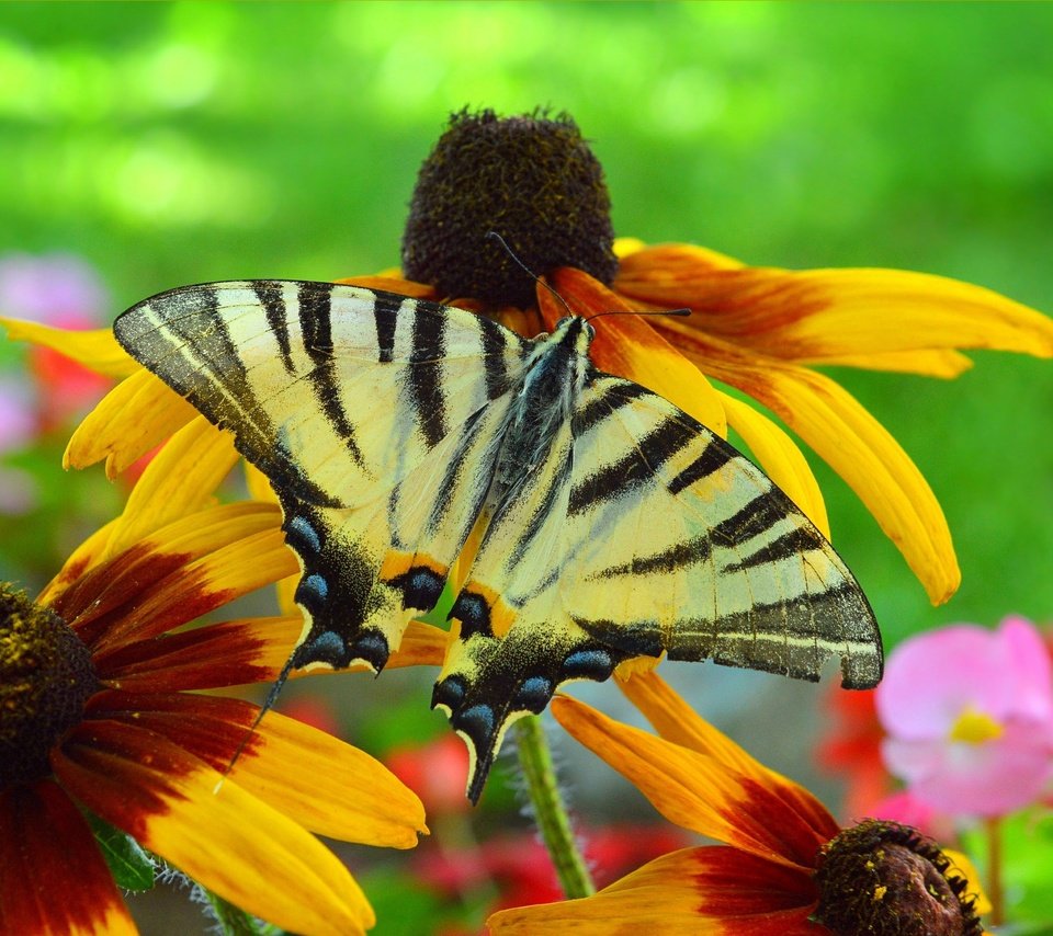 Обои цветы, насекомое, бабочка, крылья, рудбекия, flowers, insect, butterfly, wings, rudbeckia разрешение 3002x1791 Загрузить