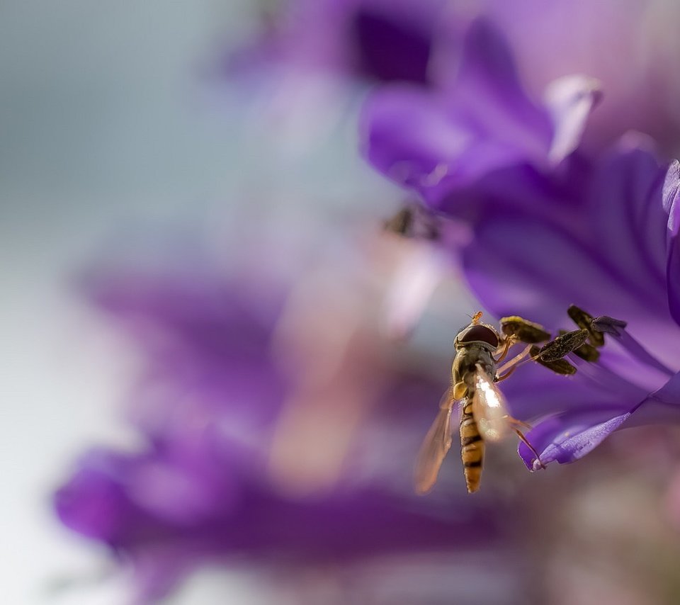 Обои фон, цветок, крылья, размытость, оса, жало, background, flower, wings, blur, osa, sting разрешение 2072x1080 Загрузить