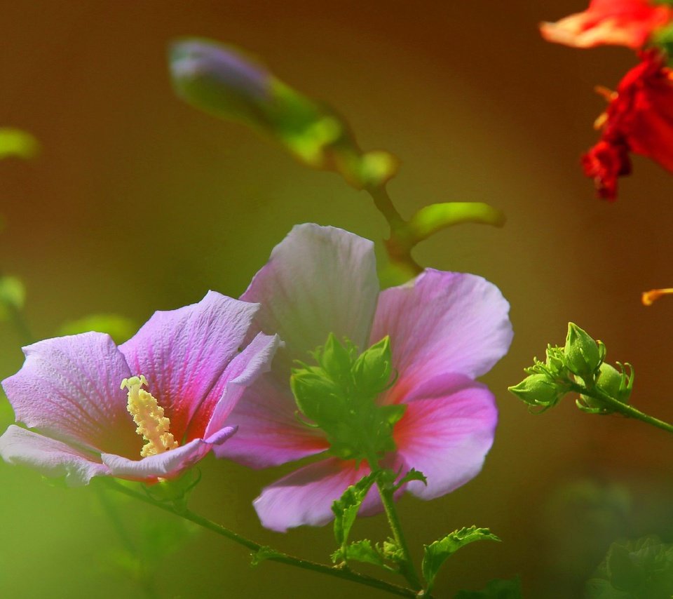 Обои цветы, поле, лепестки, луг, растение, стебель, мальва, flowers, field, petals, meadow, plant, stem, mallow разрешение 2316x1438 Загрузить