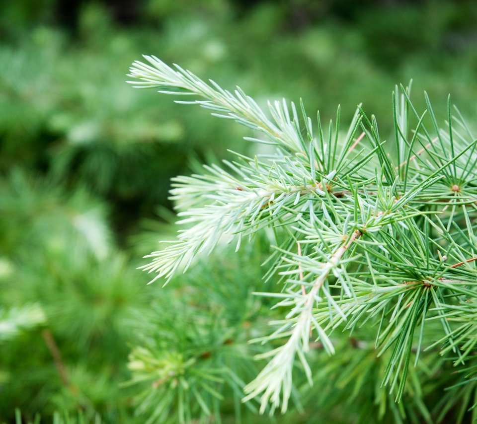 Обои природа, дерево, хвоя, ветки, размытость, ель, иголки, nature, tree, needles, branches, blur, spruce разрешение 3872x2592 Загрузить