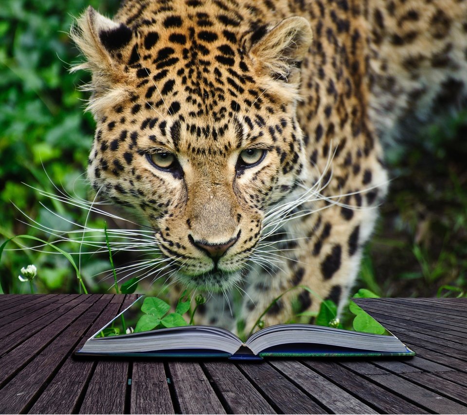 Обои морда, усы, взгляд, леопард, хищник, книга, дикая кошка, face, mustache, look, leopard, predator, book, wild cat разрешение 3100x2500 Загрузить