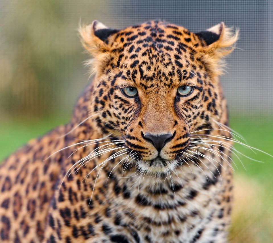 Обои морда, взгляд, леопард, хищник, дикая кошка, face, look, leopard, predator, wild cat разрешение 4043x2695 Загрузить