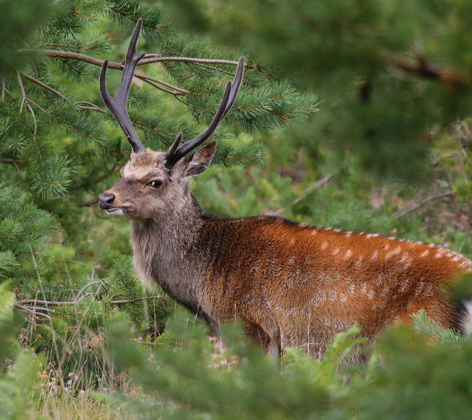 Обои растения, олень, рога, plants, deer, horns разрешение 2048x1366 Загрузить