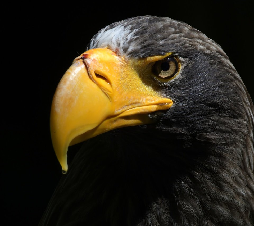 Обои орел, птица, клюв, черный фон, перья, орлан, прел, eagle, bird, beak, black background, feathers, orlan, prel разрешение 5212x3281 Загрузить