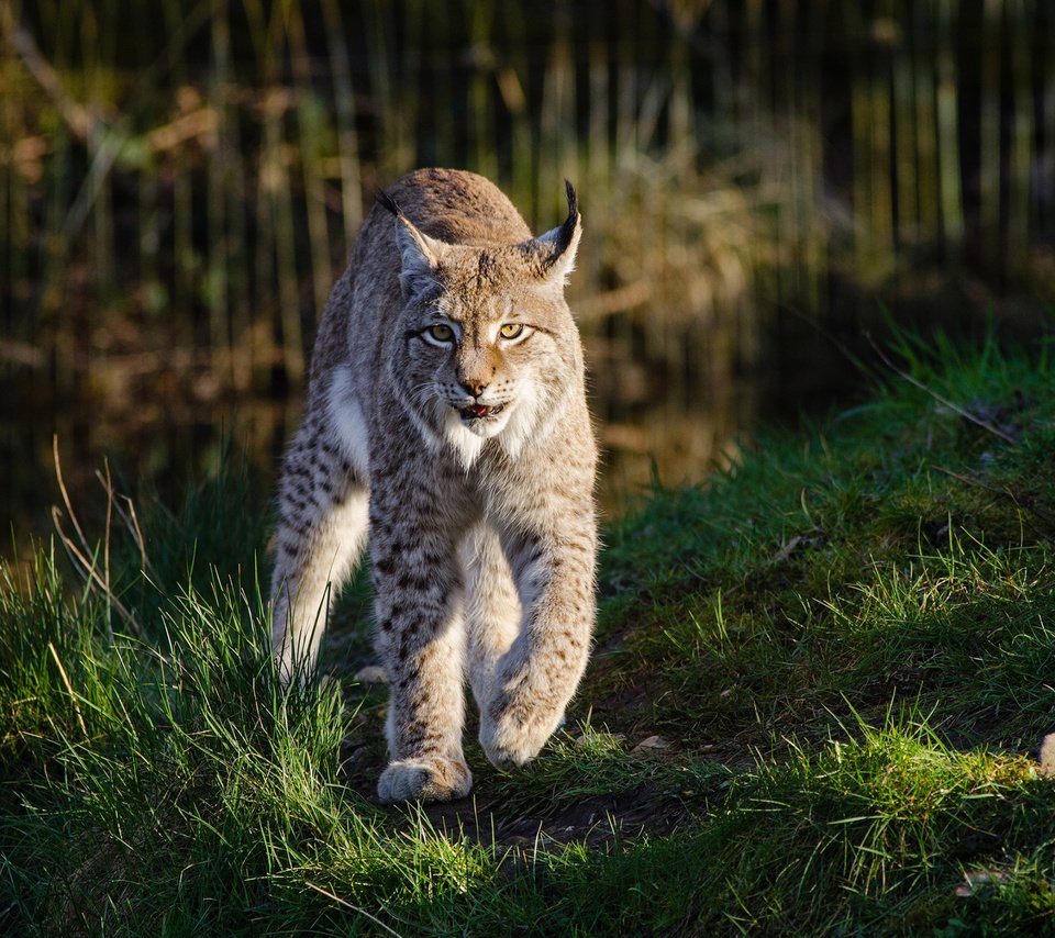 Обои морда, трава, рысь, лапы, хищник, большая кошка, мииии няша, face, grass, lynx, paws, predator, big cat, miiii nyasha разрешение 2560x1600 Загрузить