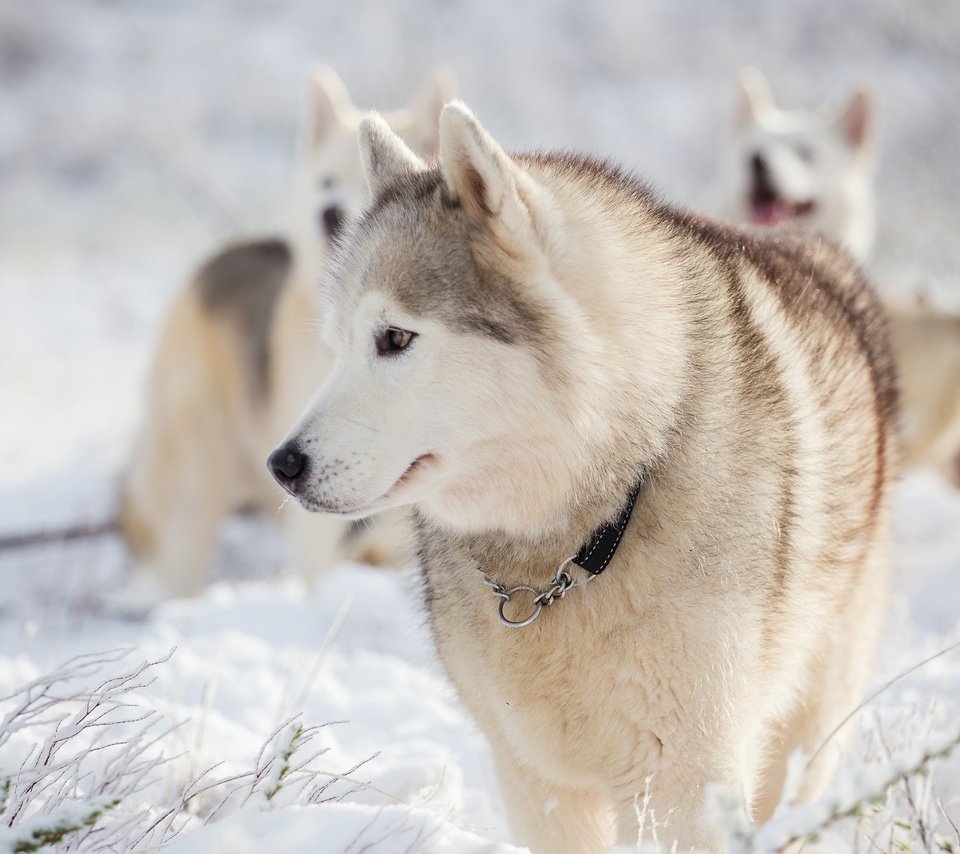 Обои снег, зима, мордочка, взгляд, хаски, собаки, snow, winter, muzzle, look, husky, dogs разрешение 3840x2400 Загрузить