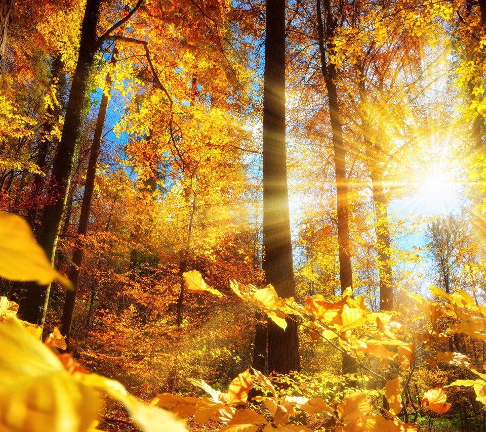 Обои деревья, солнце, природа, лес, листья, стволы, осень, smileus, trees, the sun, nature, forest, leaves, trunks, autumn разрешение 3840x2400 Загрузить