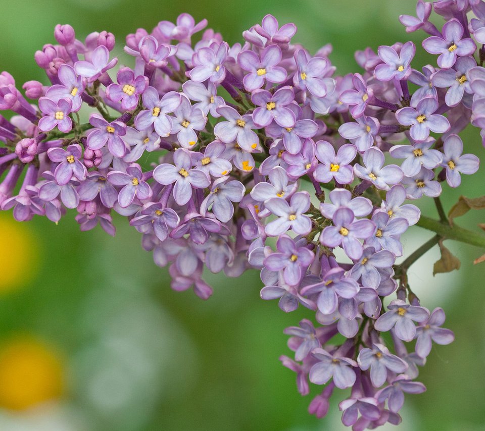 Обои цветы, весна, сирень, flowers, spring, lilac разрешение 1920x1200 Загрузить