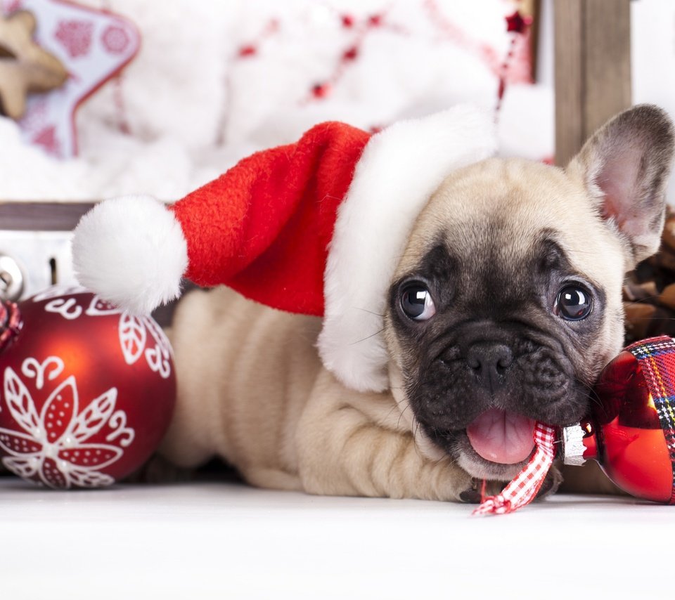 Обои новый год, собака, щенок, французский бульдог, new year, dog, puppy, french bulldog разрешение 2880x1800 Загрузить