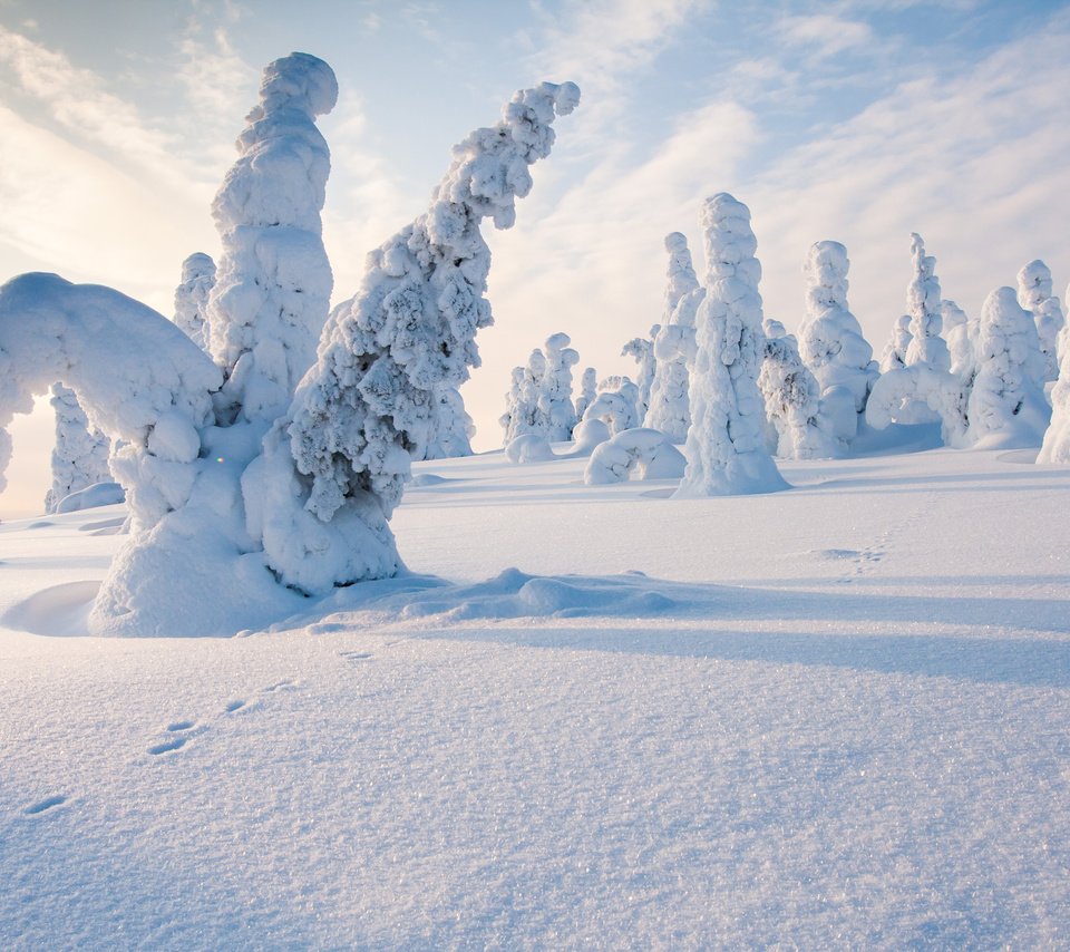 Обои деревья, снег, природа, лес, зима, следы, финляндия, steve dodkins, trees, snow, nature, forest, winter, traces, finland разрешение 3840x2400 Загрузить