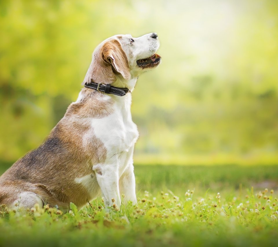 Обои природа, собака, луг, профиль, ошейник, бигль, nature, dog, meadow, profile, collar, beagle разрешение 2560x1706 Загрузить