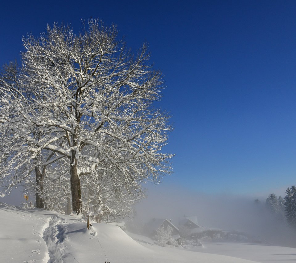 Обои снег, природа, дерево, зима, markus bruggmann, snow, nature, tree, winter разрешение 3840x2400 Загрузить