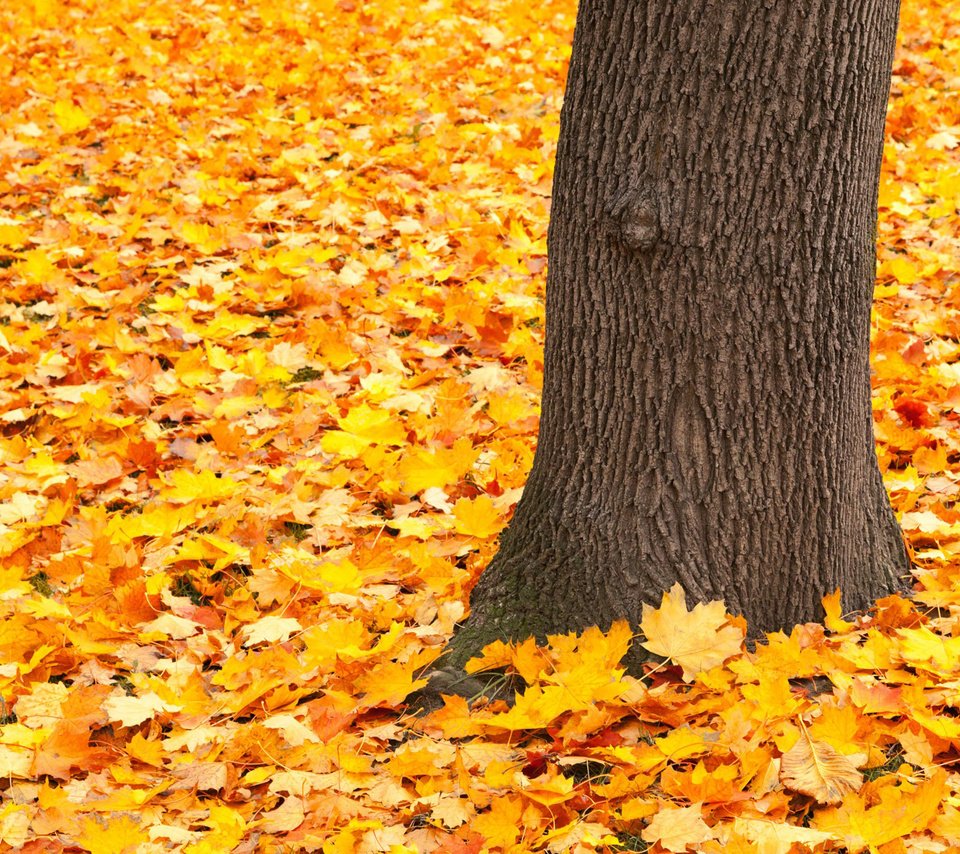 Обои природа, дерево, листья, парк, осень, nature, tree, leaves, park, autumn разрешение 1920x1200 Загрузить