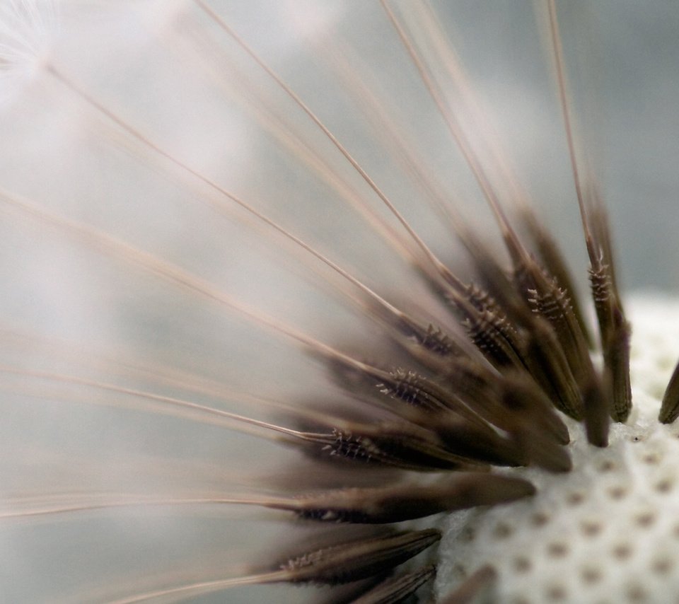 Обои макро, цветок, одуванчик, пушинки, семена одуванчика, macro, flower, dandelion, fuzzes разрешение 1920x1200 Загрузить