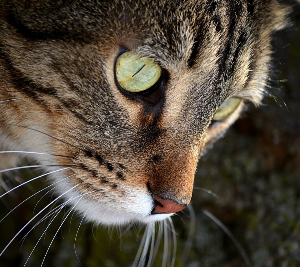 Обои кот, мордочка, усы, кошка, взгляд, зеленые глаза, cat, muzzle, mustache, look, green eyes разрешение 4000x2649 Загрузить