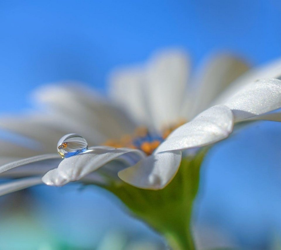 Обои небо, макро, цветок, капля, лепестки, белый, ромашка, aylin in the dropland, the sky, macro, flower, drop, petals, white, daisy разрешение 2097x1080 Загрузить