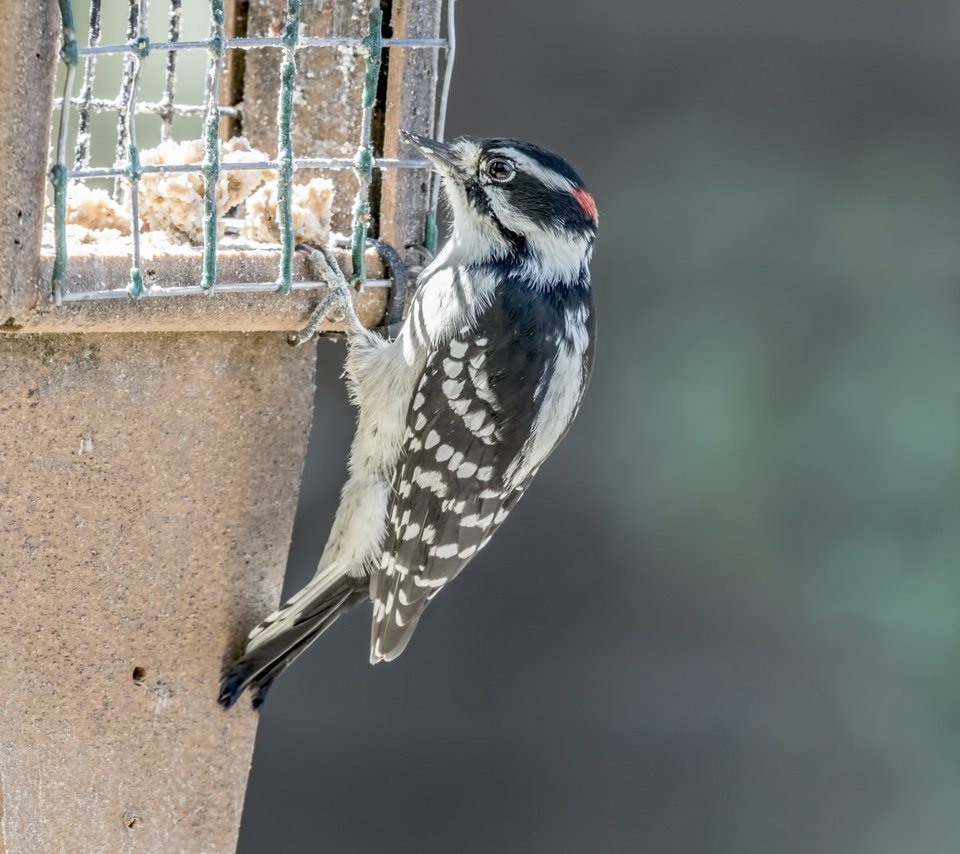 Обои птица, клюв, перья, дятел, кормушка, bird, beak, feathers, woodpecker, feeder разрешение 1920x1290 Загрузить