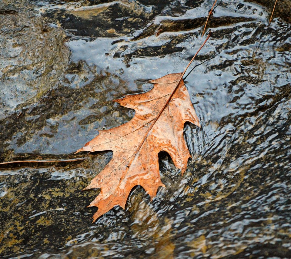 Обои вода, природа, осень, поток, лист, листик, осенний лист, water, nature, autumn, stream, sheet, leaf разрешение 4000x2649 Загрузить