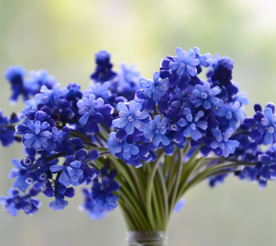 Обои цветы, букет, синие, flowers, bouquet, blue разрешение 4608x3072 Загрузить