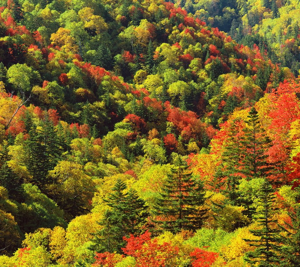 Обои деревья, цвета, осень, склоны, палитра, trees, color, autumn, the slopes, palette разрешение 1920x1080 Загрузить
